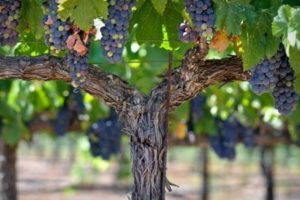 Just as the cluster of grapes hang on the two branches of the grapevine, all of the law and prophets hang from the two branches of Loving YHVH with all your heart, mind, and strength; and loving your neighbor as yourself.